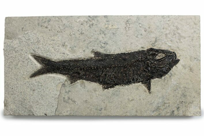 Detailed Fossil Fish (Knightia) - Large For Species #382763